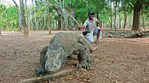 Komodo Dragon Tours From Labuan Bajo Komodo Dragon Tours From Labuan Bajo