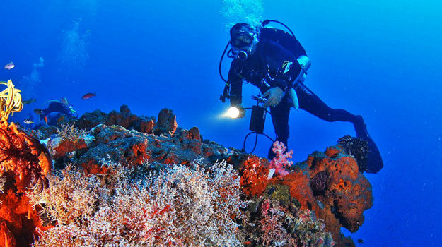 Menjangan Island Diving